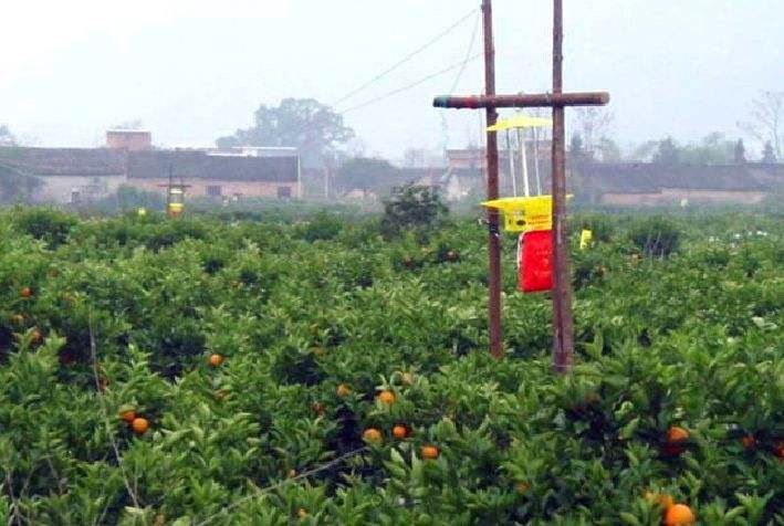 果树保花保果及病虫害防治用药,防治果树病虫害什么时候打药最好