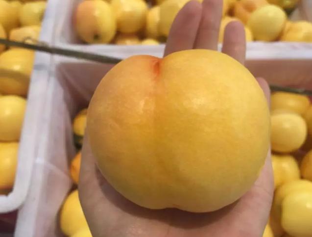 具有山东特色的水果有哪些,山东最有营养的水果