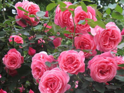 国月欧月,国月和欧月不同