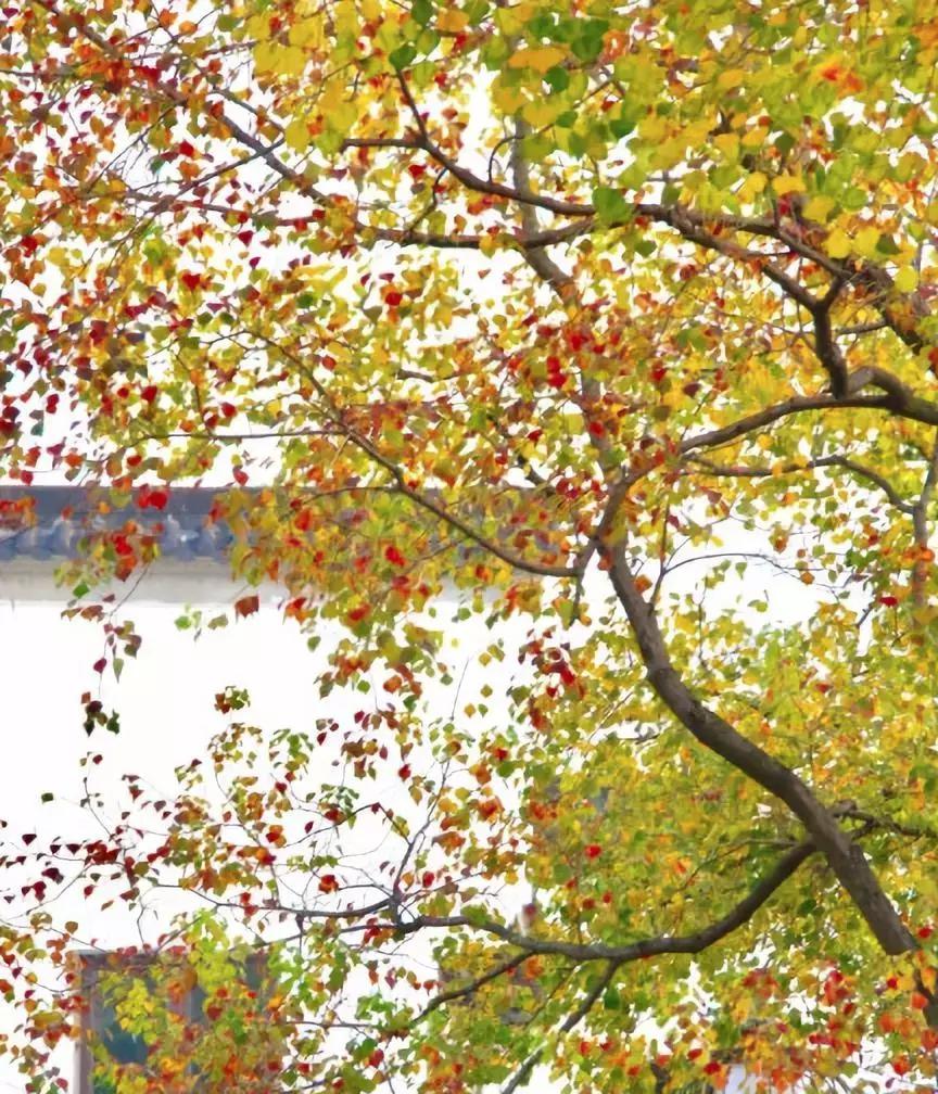 南京的秋天浪漫吗,一起去看南京最美的秋天