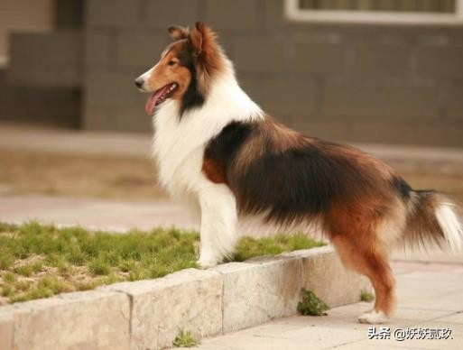 狗智商排名1至100金毛寻回犬,短毛小型犬最聪明的狗狗排行榜