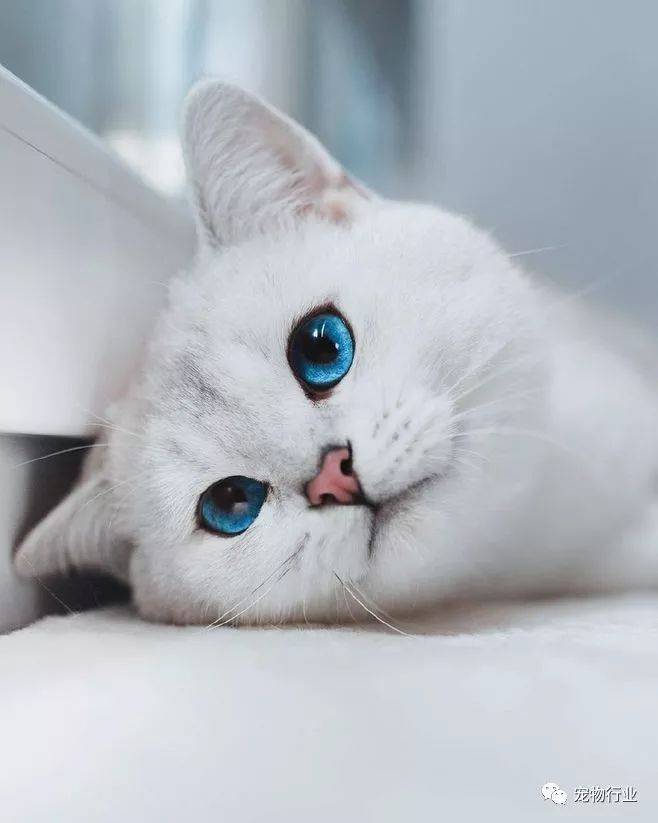 猫中枢神经受损恢复的10个征兆,猫神经受损怎么引起的呢怎么治疗