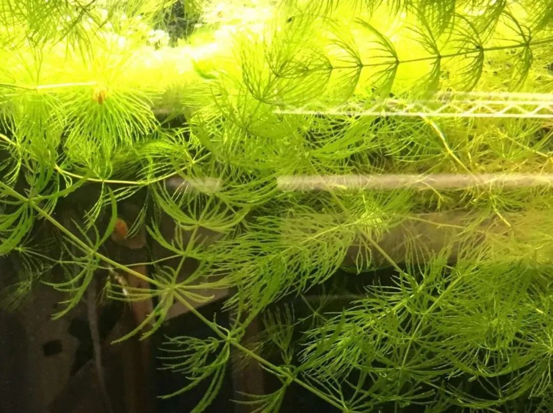 适合新手的水族箱,适合养在水族箱里的植物