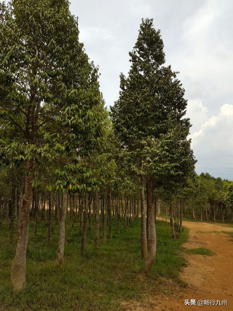 阿玛尼皇家沉香香水男士,全球十大顶级男士香水冷香