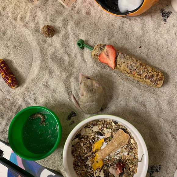 仓鼠会喂养自己的孩子吗,仓鼠可以当宠物吗