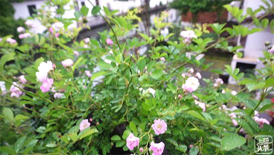 上海宋城免费景点,上海一日游攻略必去景点免费