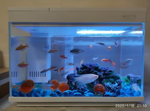 小米鱼缸补水器,小米养鱼神器