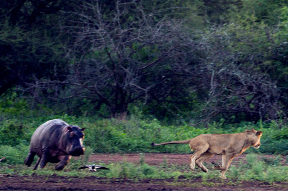非洲狮偷袭小河马，被赶来的母河马救下，最后却落入公河马的嘴中