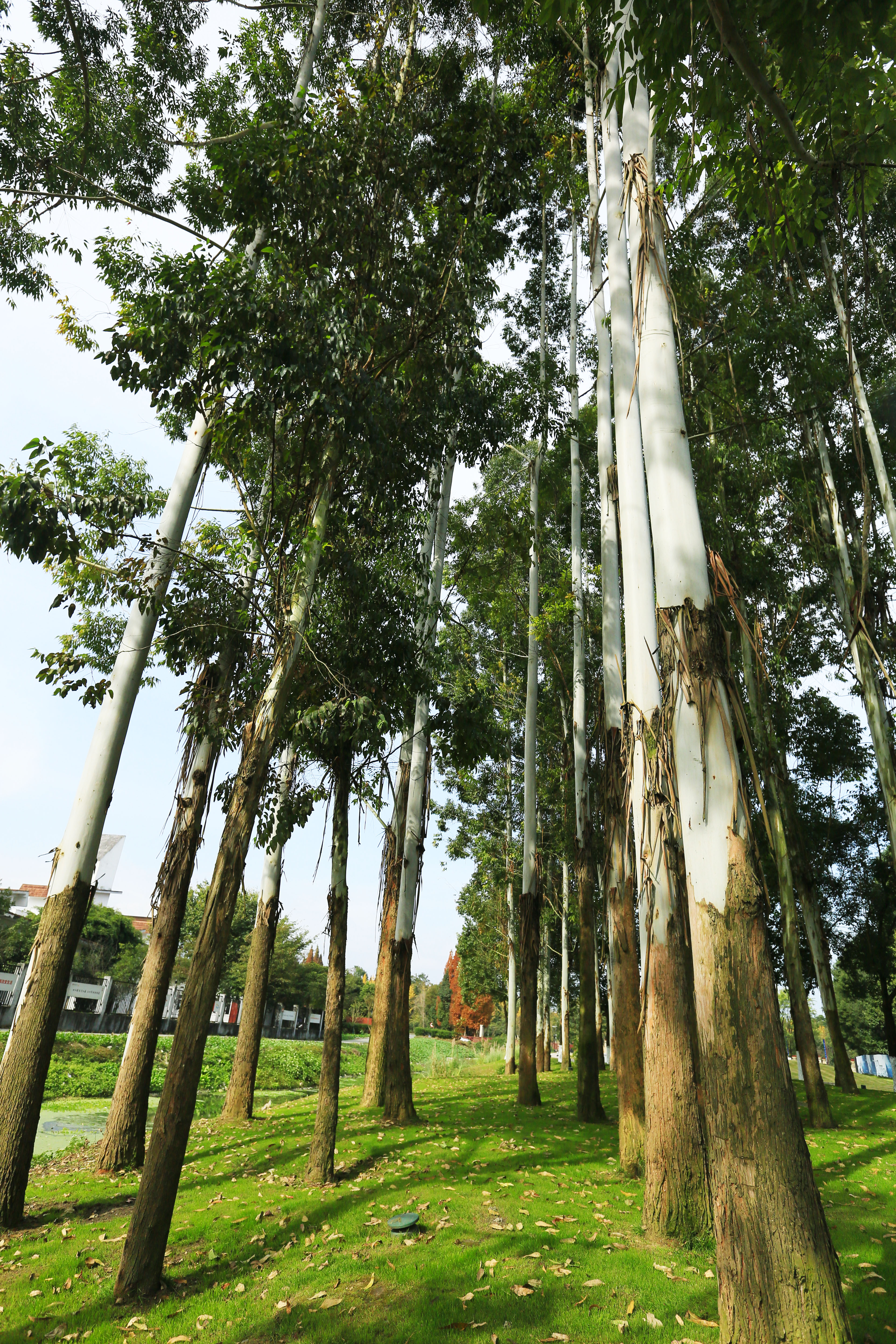 桉树林风景,自然生长的桉树林