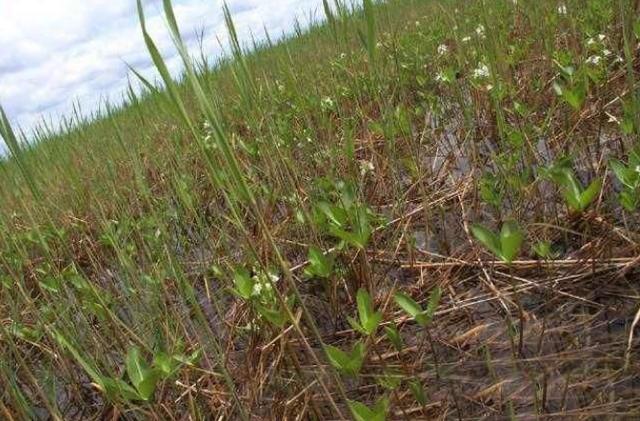 农村里面哪种野草治失眠效果最好,农村路边有助睡眠的草