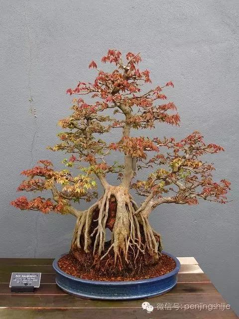 大师级老桩盆景欣赏,精美绝伦的老桩盆景