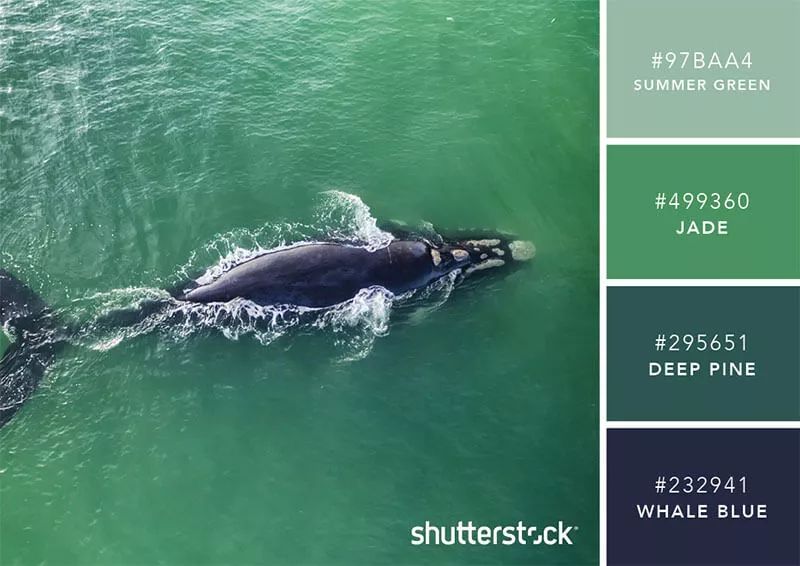 色彩搭配个人形象设计,色彩搭配都是业主亲自选择