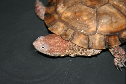 刺颈龟属图片,刺颈龟是保育品种吗