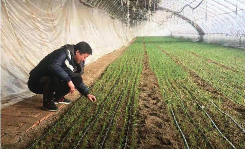 变废为宝水培种植蔬菜,矿泉水瓶水培种植蔬菜