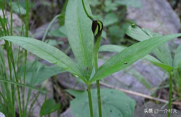 玉米地一种常见野草,农民见了就拔,却不知其比玉米贵50倍