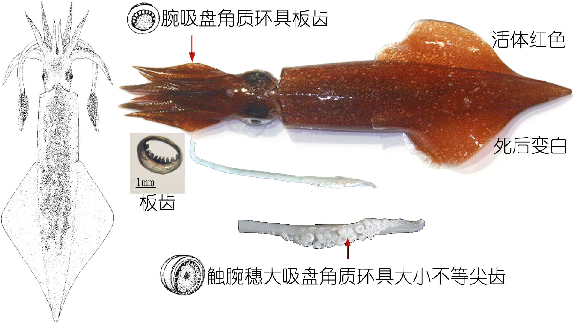 海鲜认知大全,海鲜认知大全虾