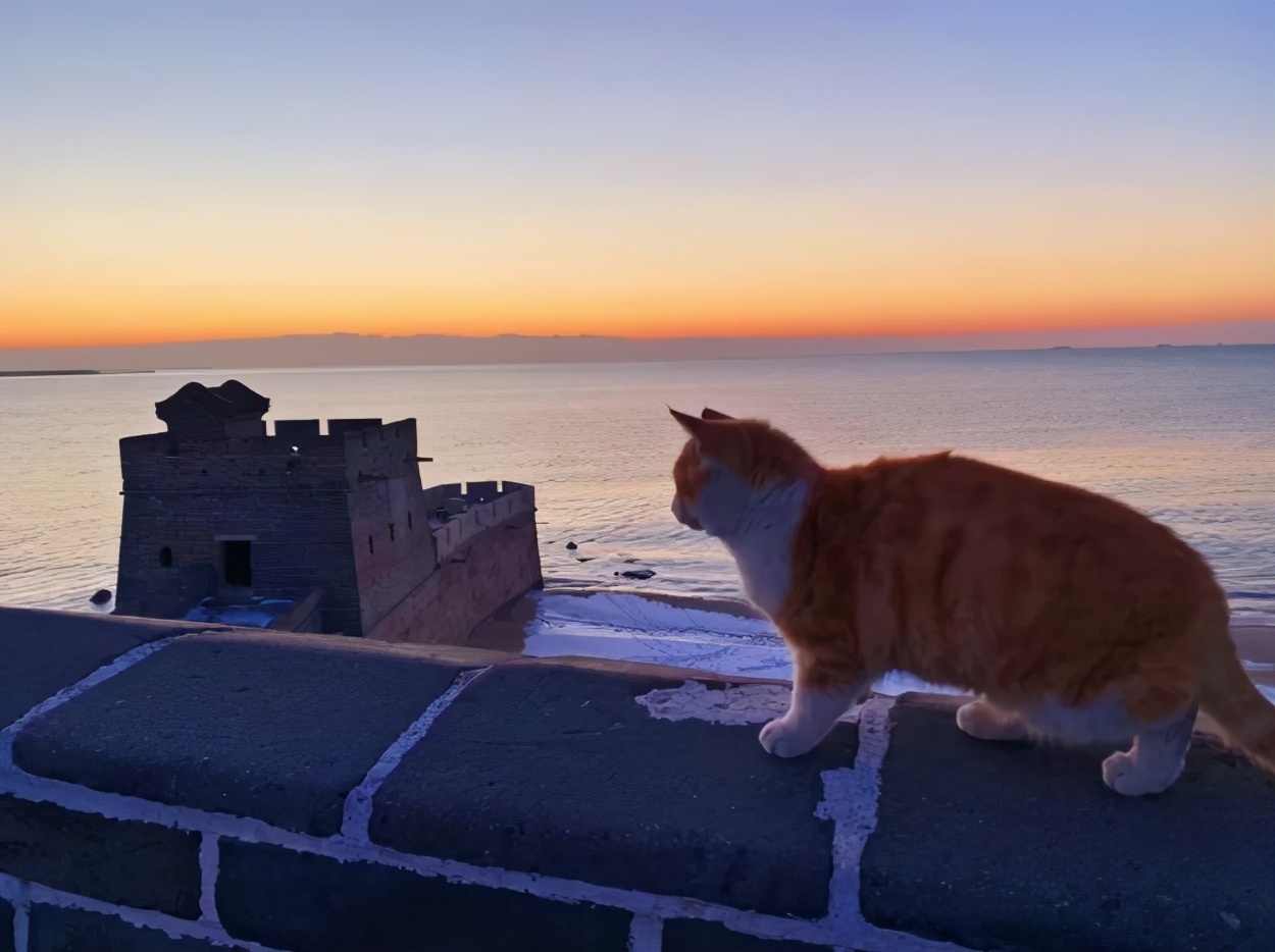 秦皇岛这只网红猫日常“巡逻”你见过吗？岛上还有这些撸猫好去处~