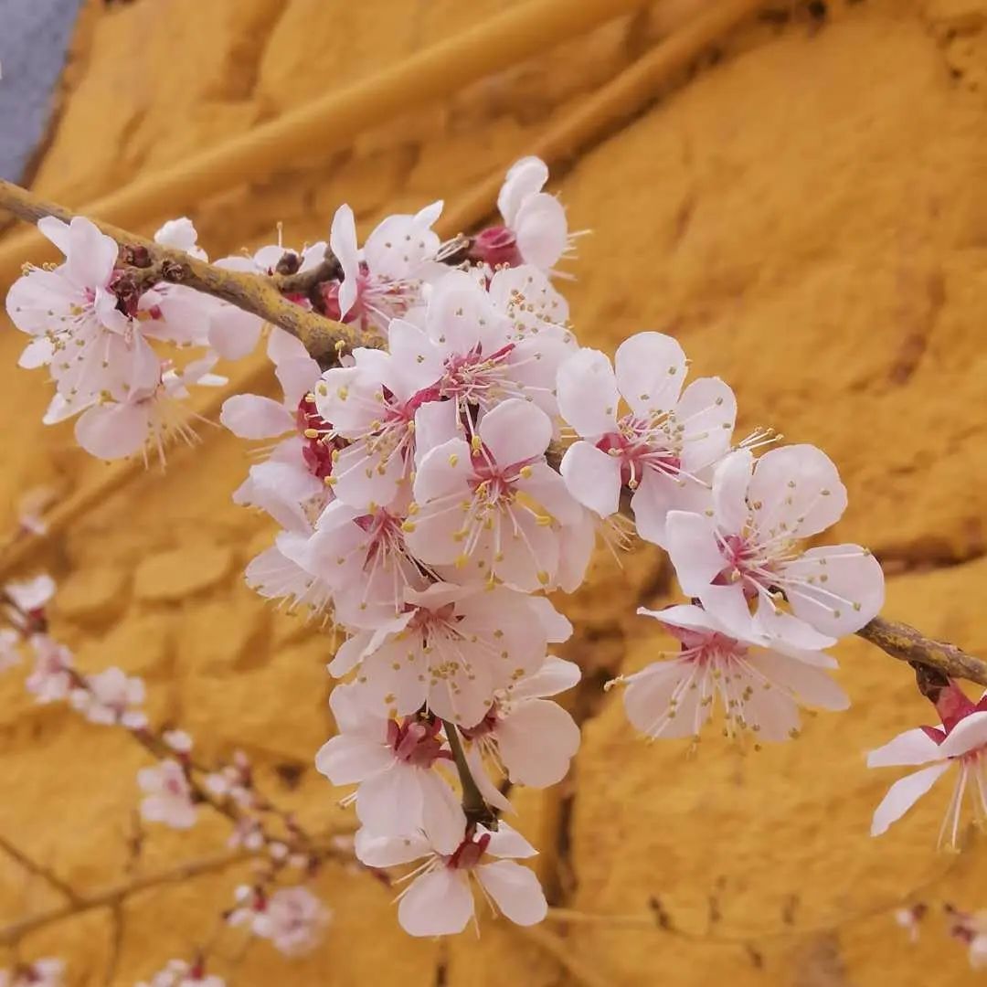 拉萨帕崩岗寺攻略,拉萨旅游攻略藏梵阁