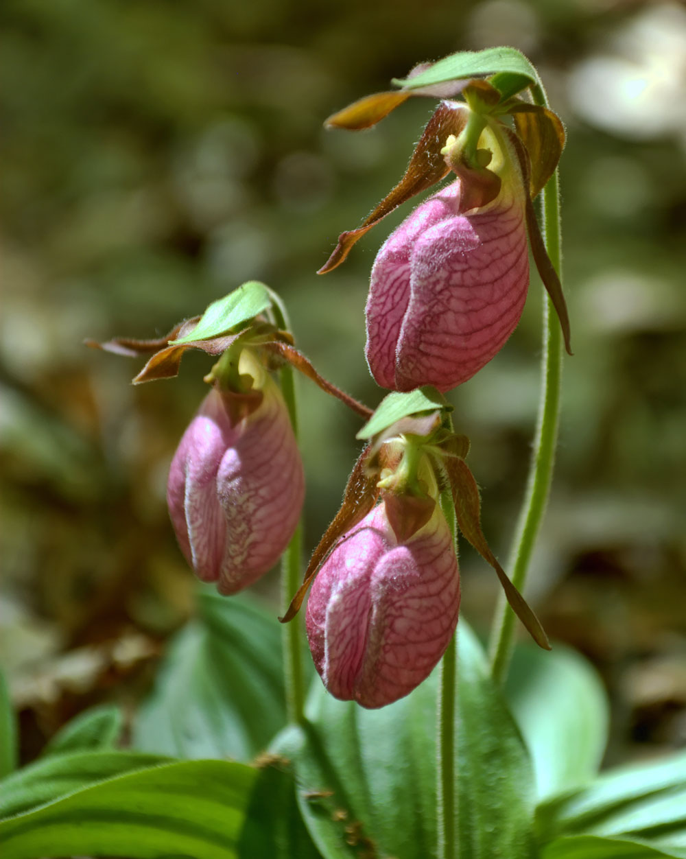 什么花适合送生日花,你的生日代表的花朵及寓意图片