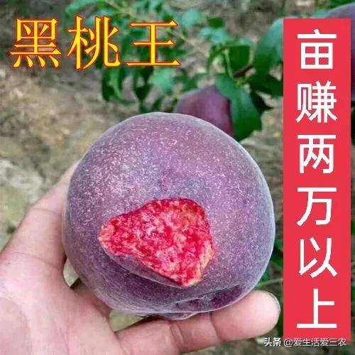 中华黑桃王种植技术,黑桃效益