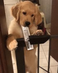 金毛把家淹了后续,金毛被阉