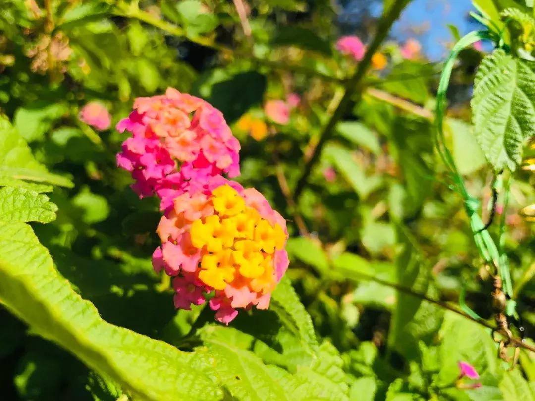 蜗旅旅行人生最新视频,蜗游记vlog