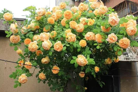 藤本月季秋季怎么修剪才会花墙,最丰花多季开花的藤本月季
