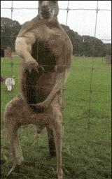 澳大利亚亚洲杯比赛,亚洲杯澳大利亚足球冠军