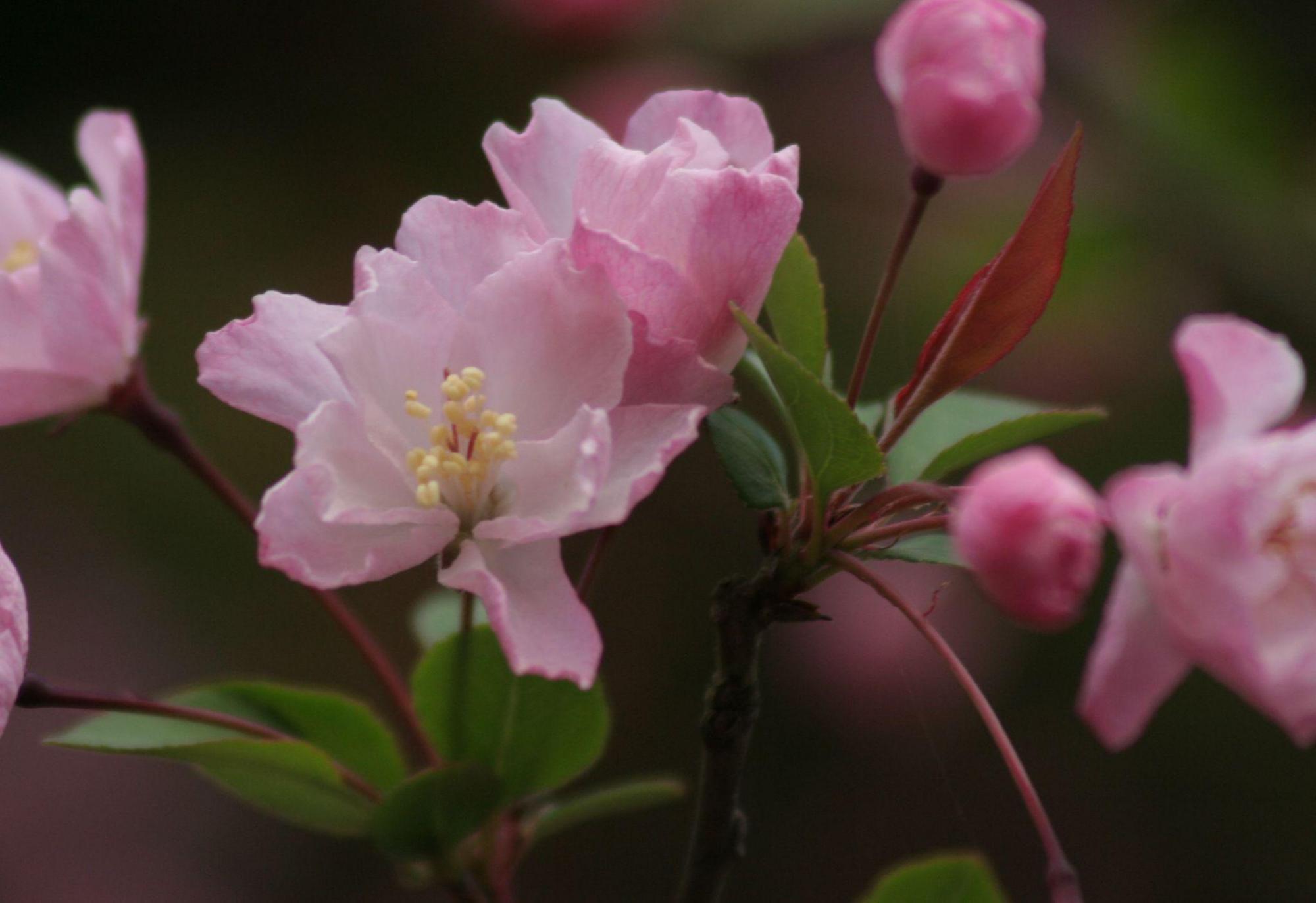 春天开的娇艳的花,春天开的花都有什么迷人的花