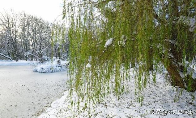 门前栽柳树好不好,房前栽槐树好吗