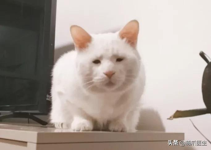 长得很潦草的一只猫,一只猫能有多潦草