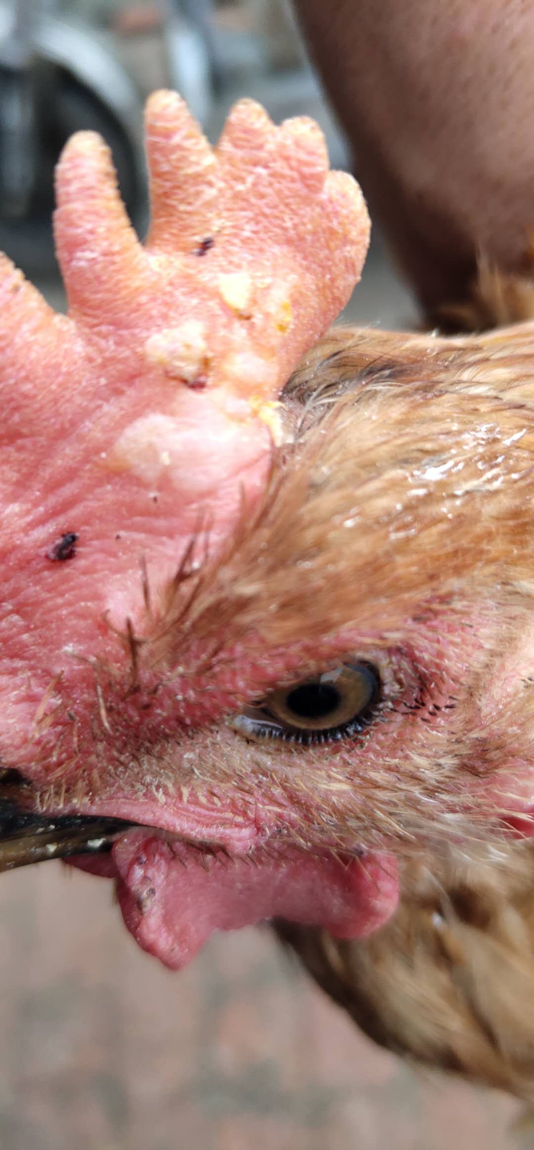 鸡身上有癣怎么治疗,鸡长冠癣怎么办