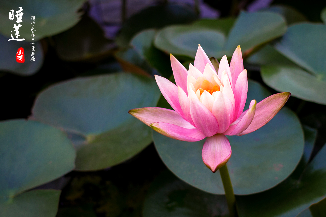 睡莲只长叶子不开花是怎么回事,睡莲几片叶子才能开花