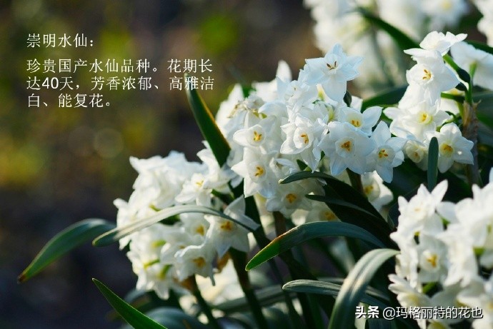 历史悠久的十大名花（海量美图），你选哪个做国花？