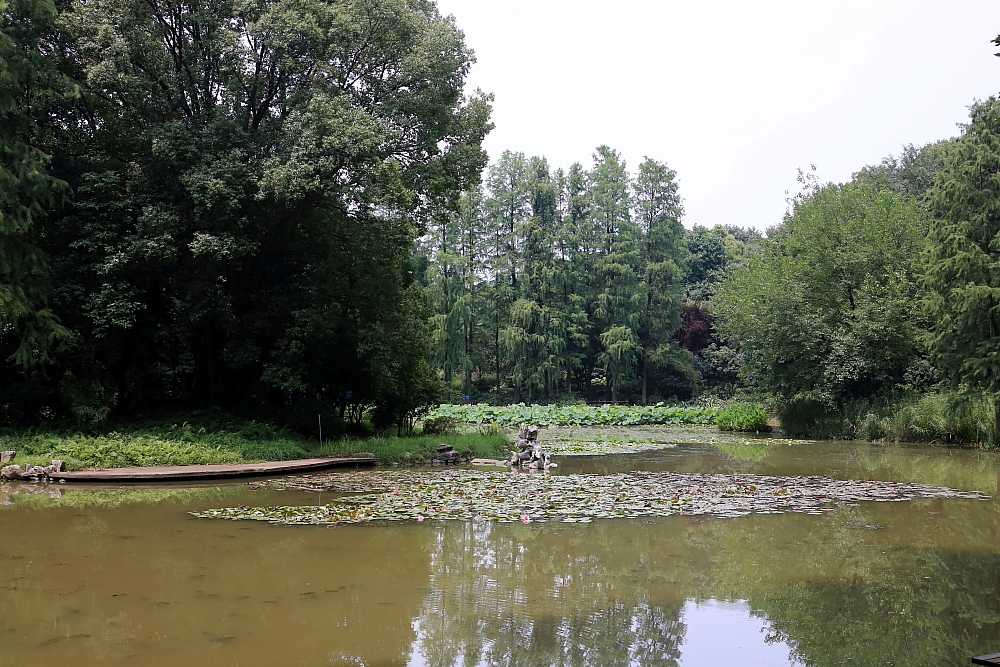 植物园的景；青山吹奏《红河谷》（F调）半音阶口琴演奏第二版