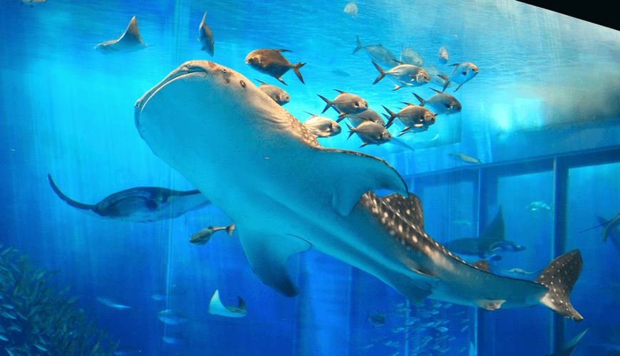 为什么日本人都爱反季节玩冲绳？温度适宜价格低，还有这些