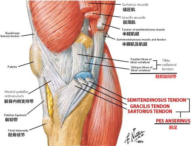 膝关节鹅足,有一种膝关节痛叫鹅足发炎