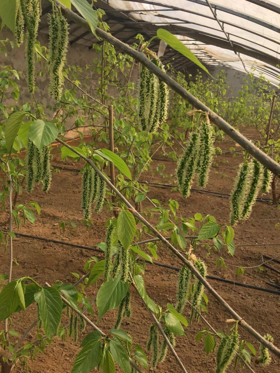 种植果桑挣钱吗,种植桑果前景如何目前