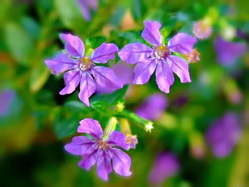 细叶萼距花的养殖方法,细叶萼距花的功效与作用