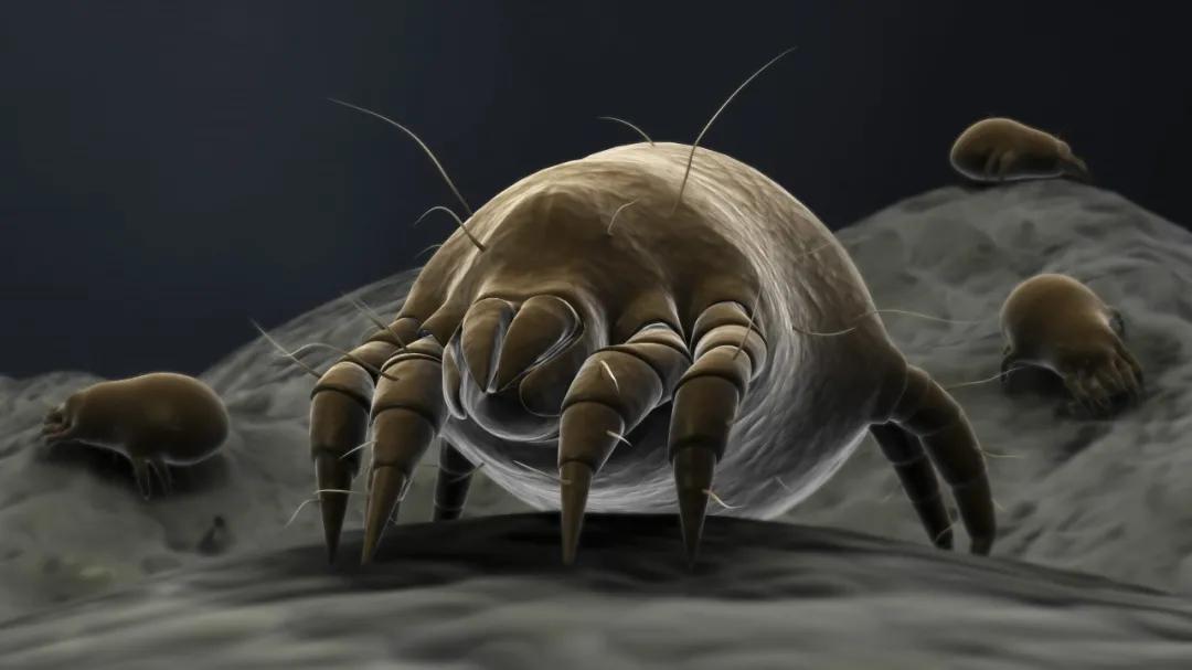 脸上发现蠕形螨虫,别人脸上的螨虫会爬到自己身上