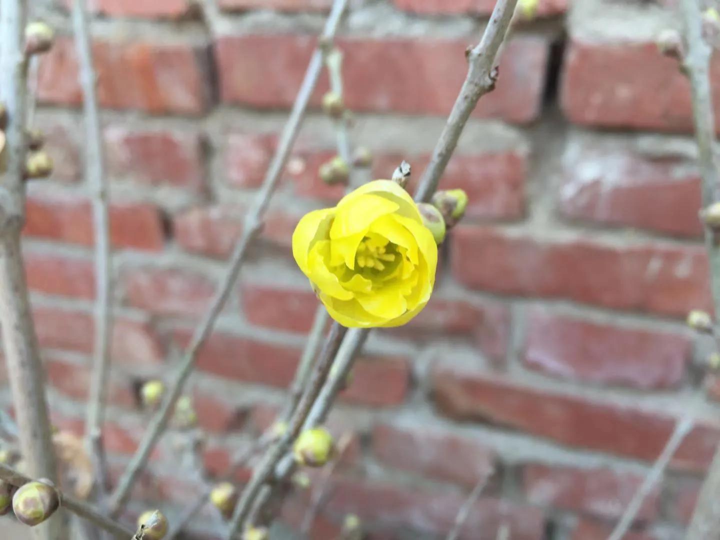 腊梅的十种问题,腊梅的小常识有哪些