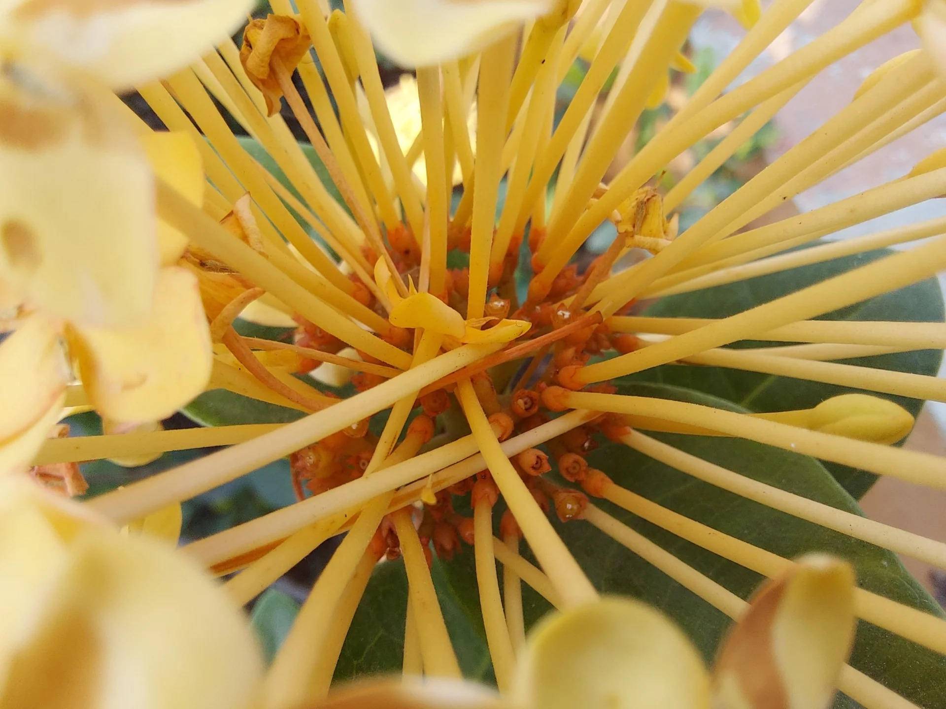 三星s10lite的详细参数,三星GalaxyS10Lite版本