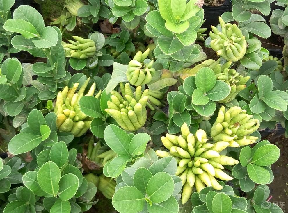 佛手树桩盆景制作教程,佛手盆栽制作方法