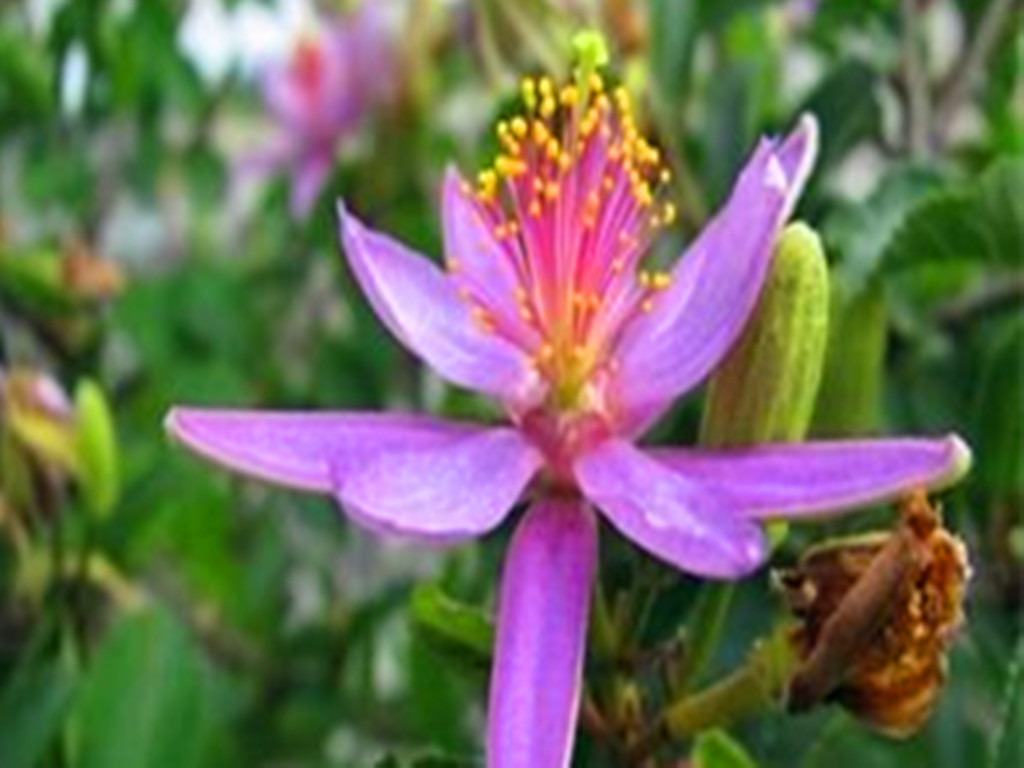 这种花被誉为植物界的红宝石,睡莲花好看又好养