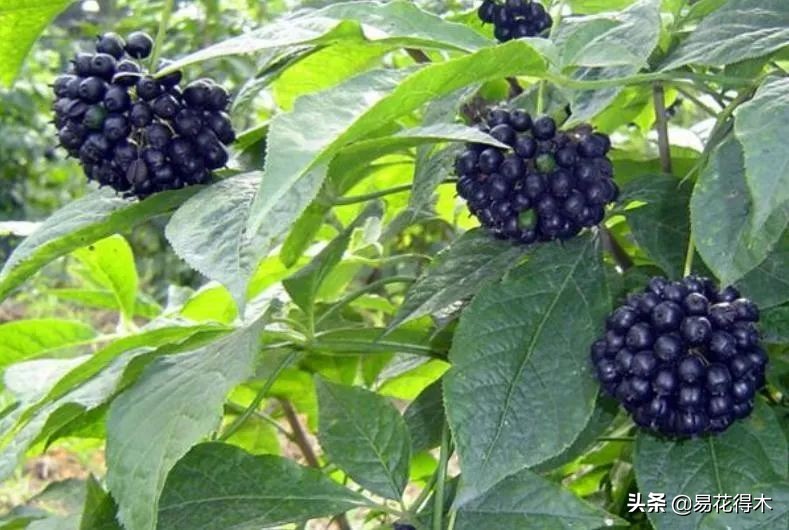 刺五加和五加皮的区别图片对比,刺五加是种什么药材