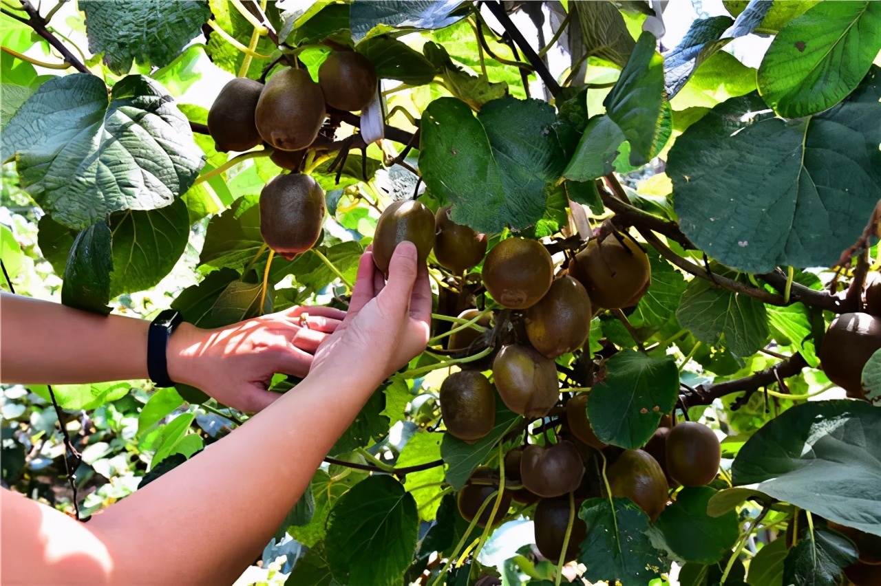 猕猴桃为啥一放软就坏了,猕猴桃批量催熟了容易坏怎么办