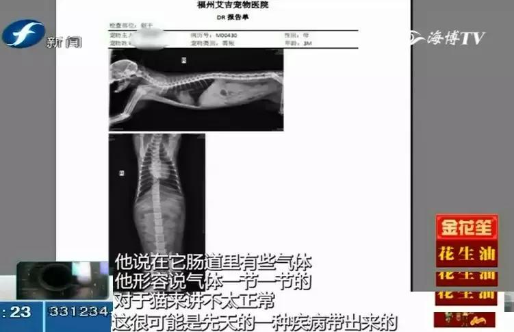 鍝瀹犵墿鍖婚櫌姝ｈ涓嶄贡鏀惰垂,鏇濆厜瀹犵墿琛屼笟榛戝箷