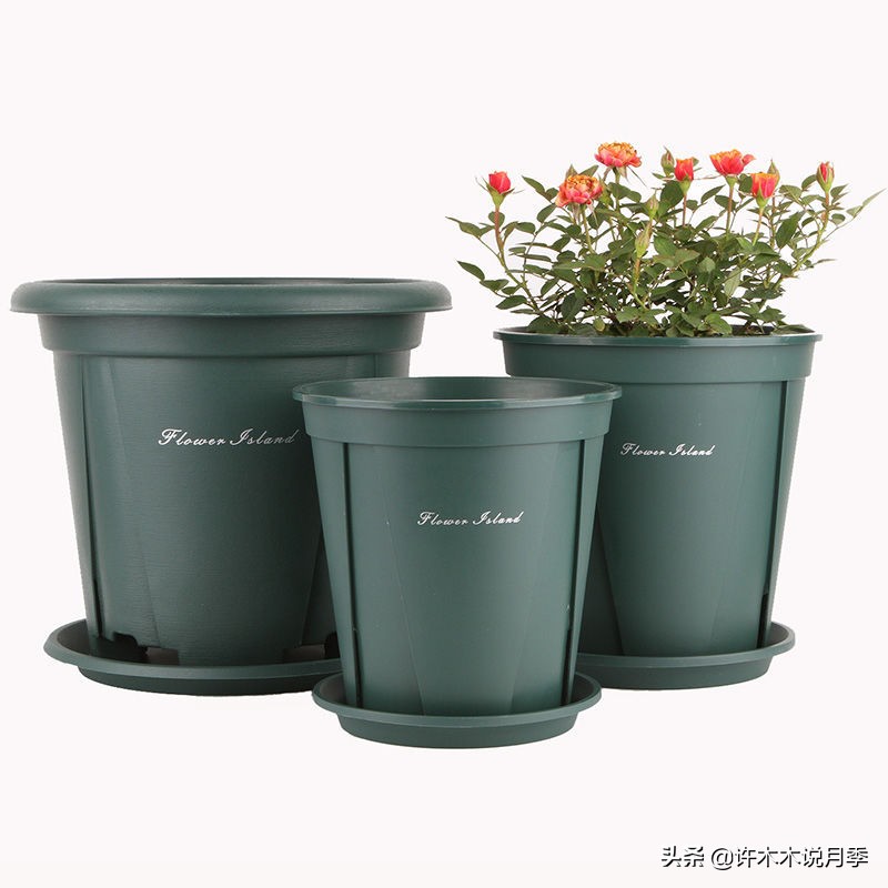 如何养月季花的技巧和施肥时间,月季怎么养开大花好看视频