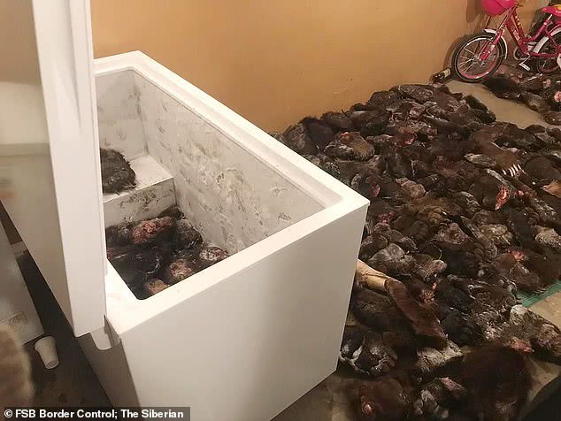 俄罗斯海关查获熊掌 (俄罗斯查获熊掌)