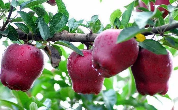 10种果子图片大全,100种果子介绍